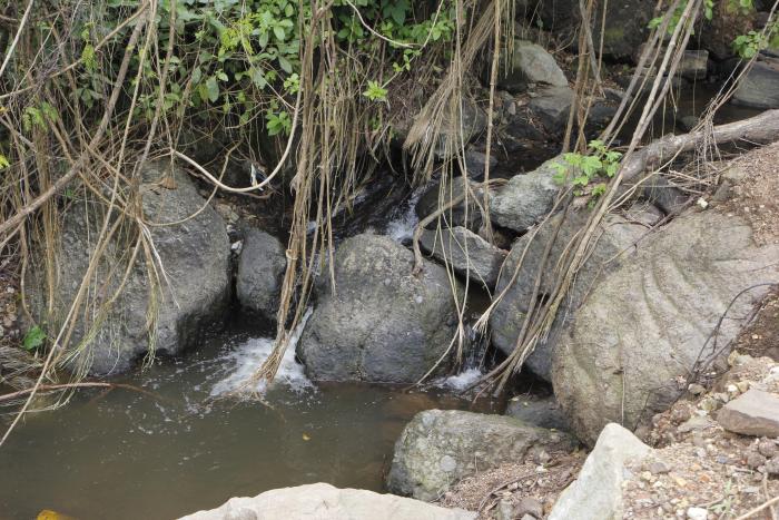 Cerro Azul Una Selva Oculta En Guayaquil Radio Govea