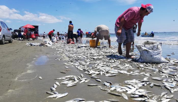 Esta Es La Razon Por La Que Han Aparecido Miles De Peces En Las Playas