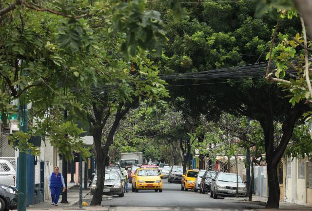 Ramas Se Enredan En Los Cables Y Otras Pueden Caer En El Barrio Orellana