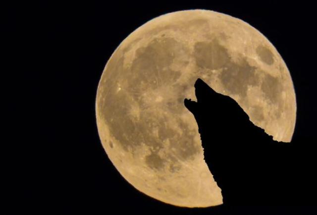 Luna llena del Lobo este jueves 25 de enero podrá apreciarse en Ecuador