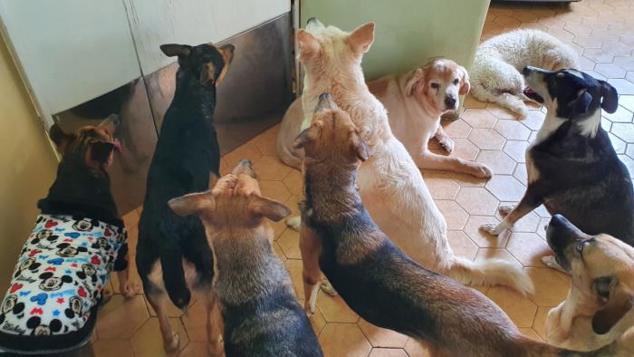 Adolfo Olivares junto a unas de sus mascotas