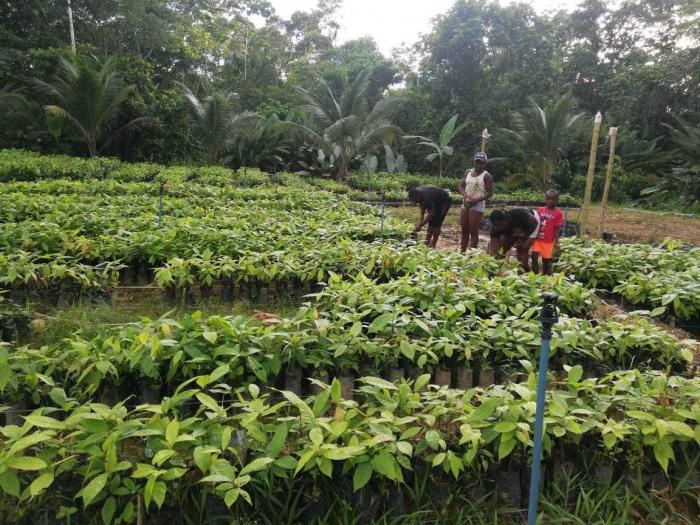 CACAO 3