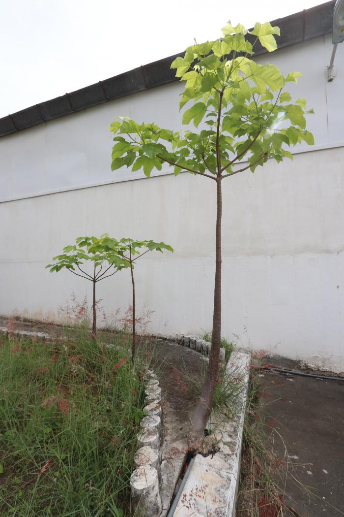 árboles