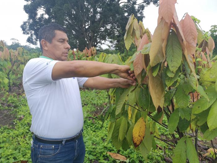 Cacao