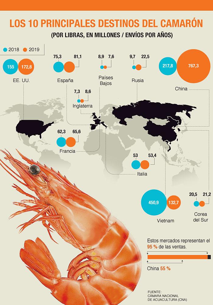 shrimp graphic