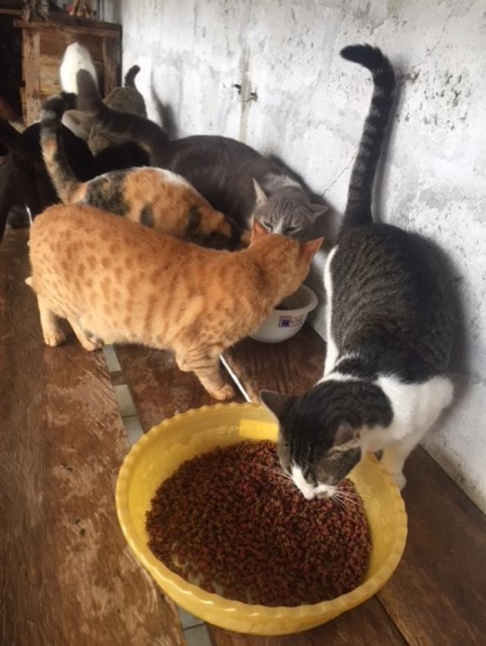 Los gatos disfrutan de la comida que se les da en el refugio.