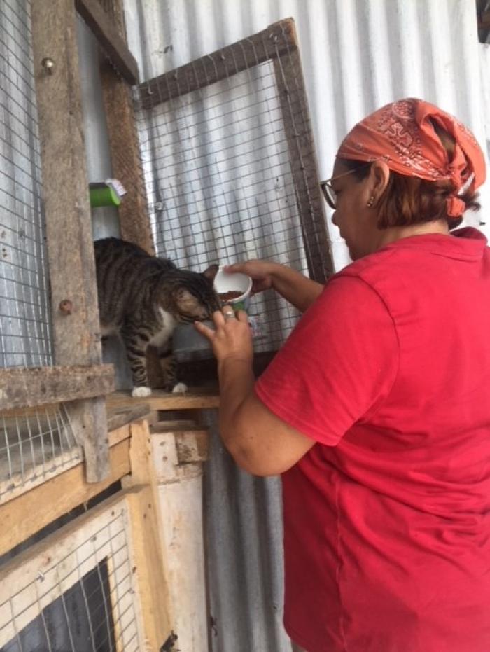 Patricia Coello alimenta a los gatos con croquetas.