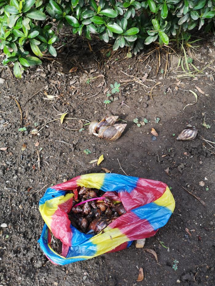caracol 2