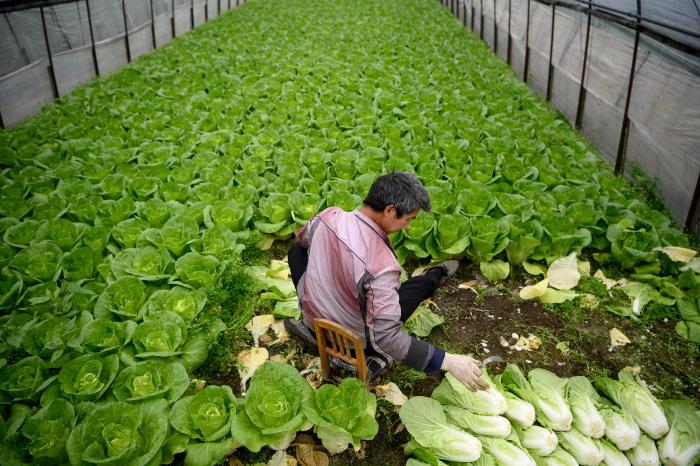 A farmer harvests crop(31299703)