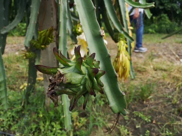 Pitahaya morada