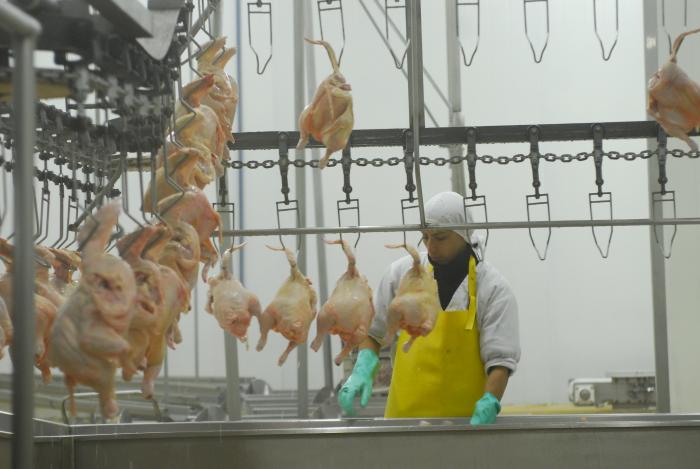 Pollos 2