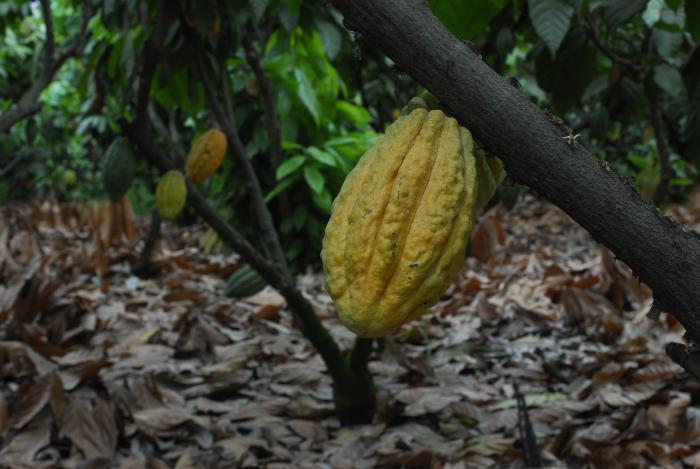 Cacao