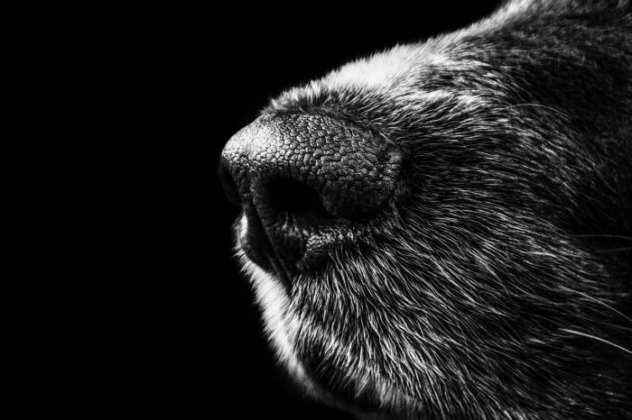 Nariz de un perro