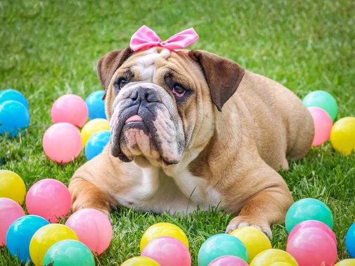 bulldog-akc-perros-razas
