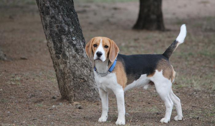 beagle-razas-favoritas-perros-populares-akc