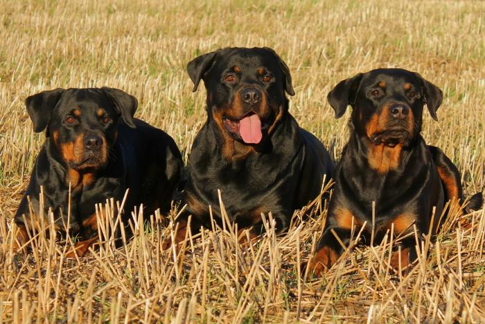 rottweiler-perros-favoritos-razas-populares-akc