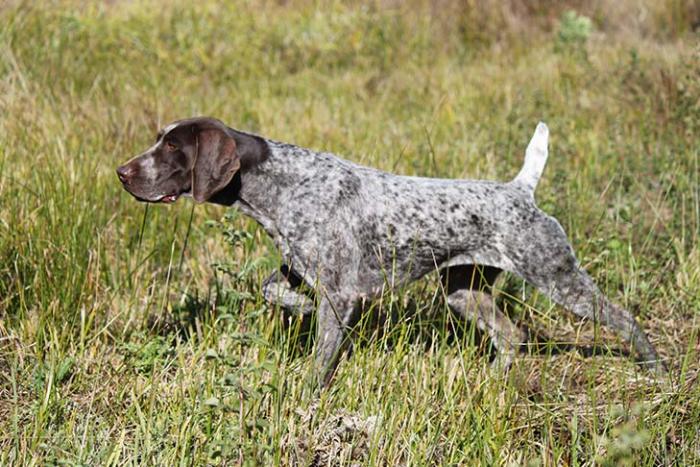 pointer-razas-perros-populares-favoritas-akc