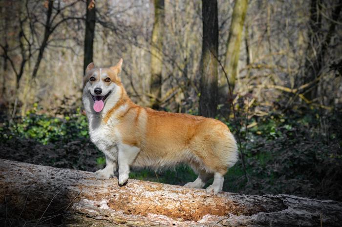 corgi-razas-favoritas-perros-populares-akc