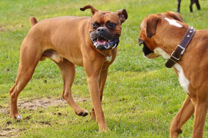 boxer-perros-razas-populares-favoritas-akc
