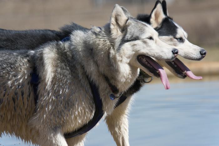 siberian-husky-razas-populares-perros-favoritos-akc