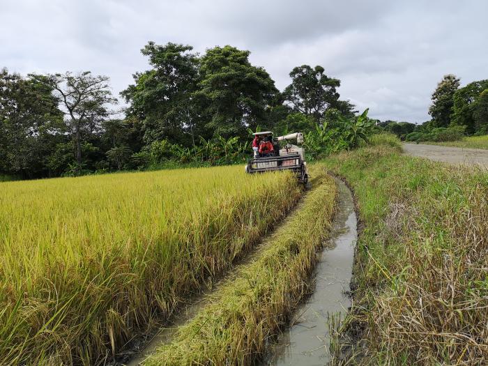 Cosecha de arroz en Jujan