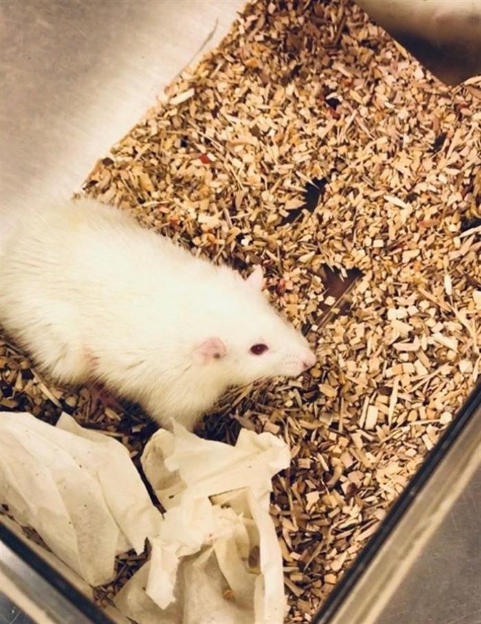 ratas-higados-experimentos-humanos-pittsburgh