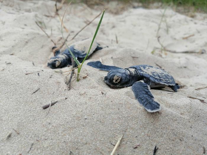 Galápagos_Tortugas_Eclosión_Especies en peligro