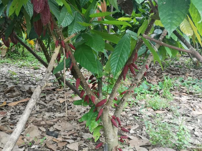 cacao