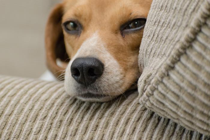Perro. Foto Pexels. 11 de junio de 2020.