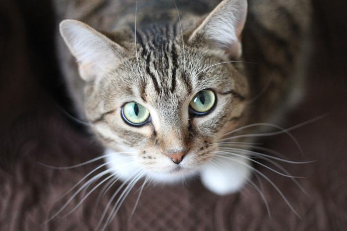 Gato. Foto Pexels. 11 de junio de 2020.