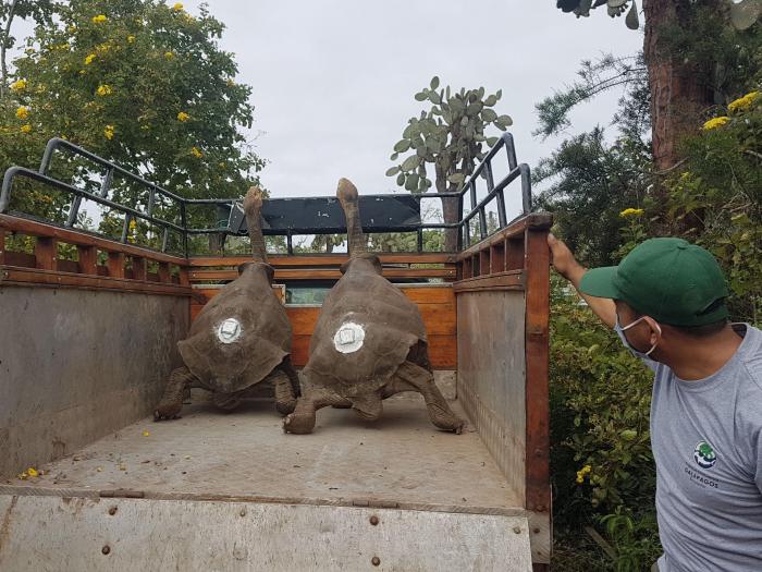 Galápagos_Tortugas_Eclosión_Especies en peligro