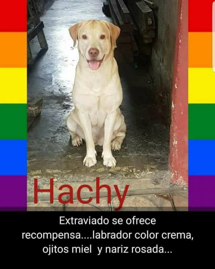 Mascota