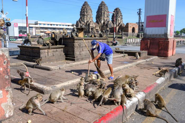 Tailandia_Lopburi_Monos