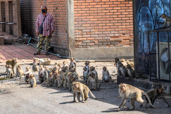 Tailandia_Lopburi_Monos
