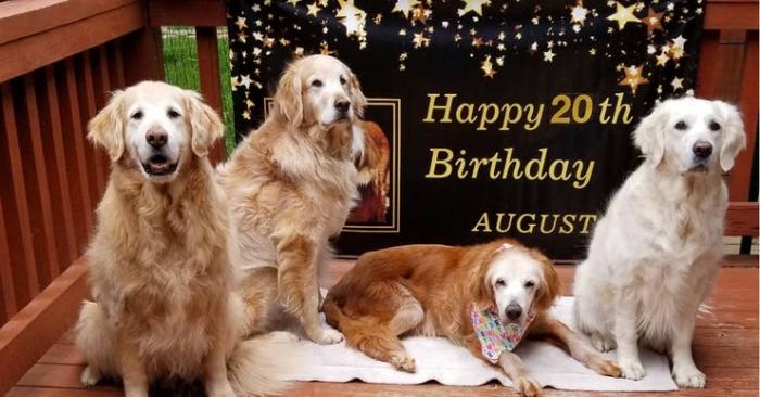 augie-golden-retriever