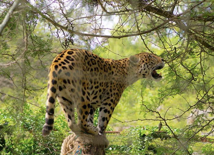 quito-zoologico-jaguar