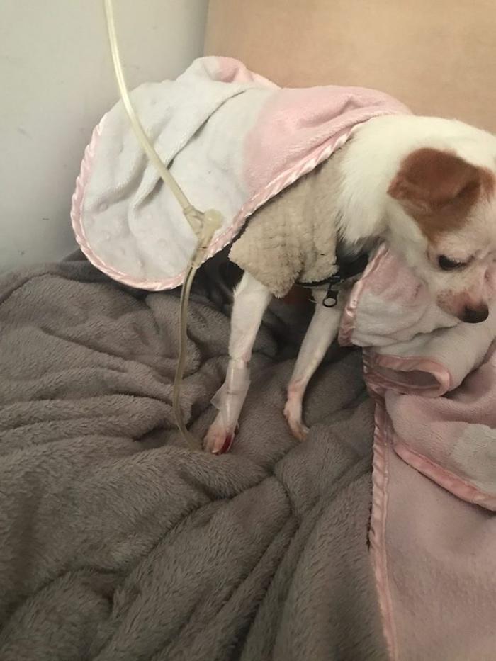 Perro