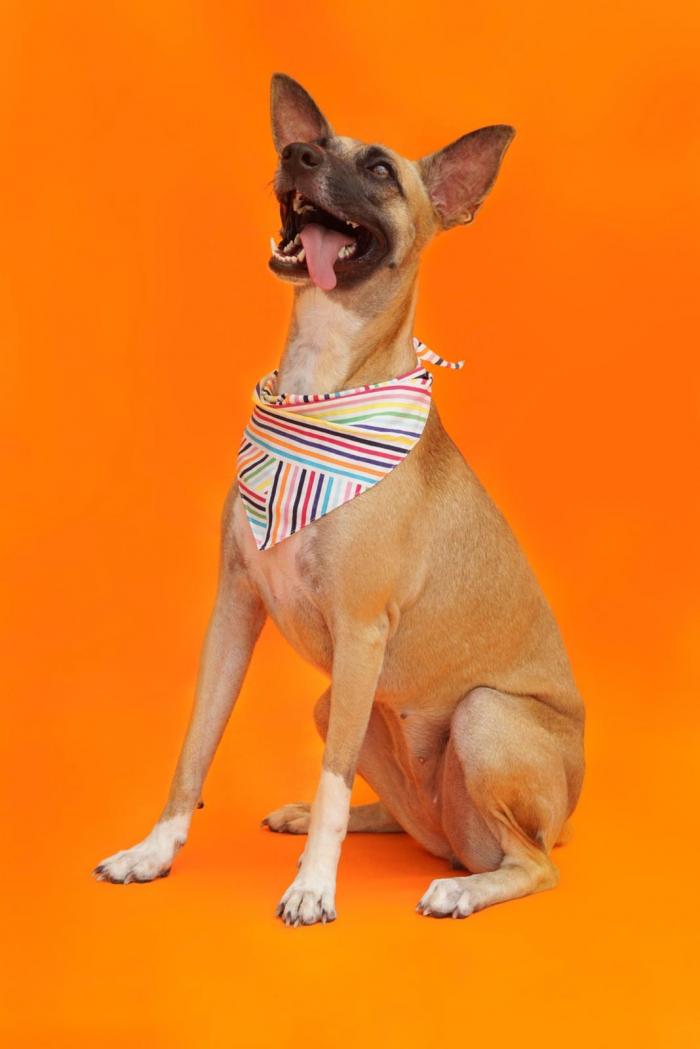Perro