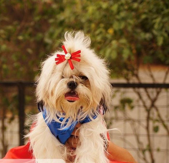 Perro