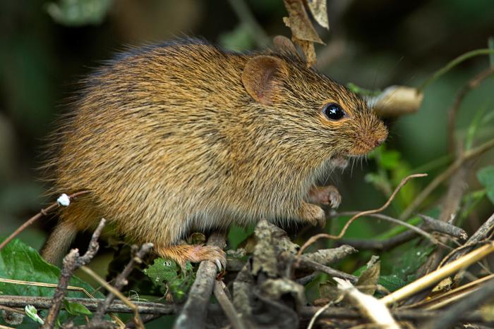 rata-india-animales