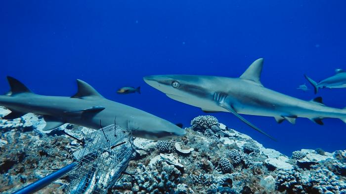 tiburones-arrecife-animales