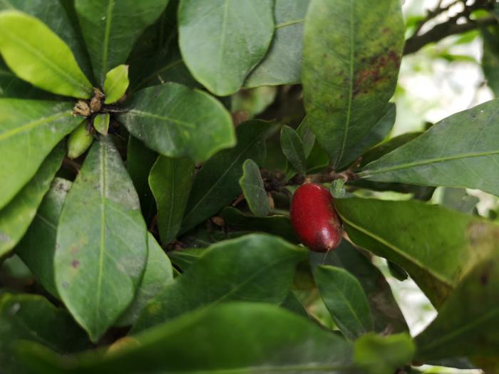 fruto milagroso