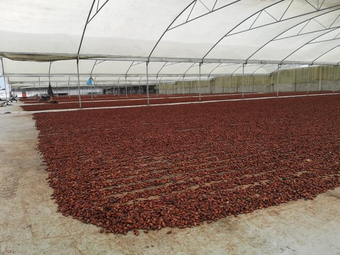 Fermentaciòn del cacao