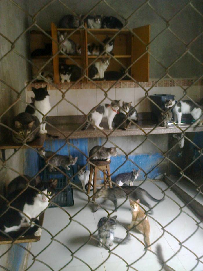 Gatos