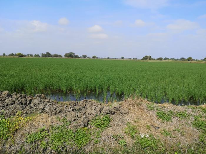Arroz soca