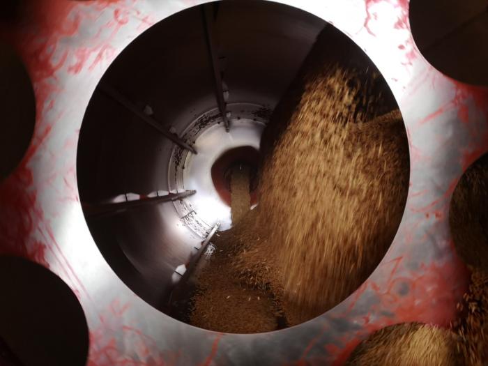 Semillas de arroz