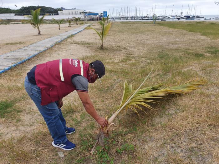 Palmeras Salinas