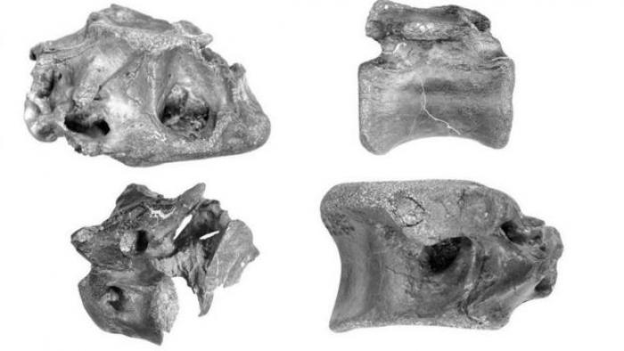 dinosaurio inopinatus