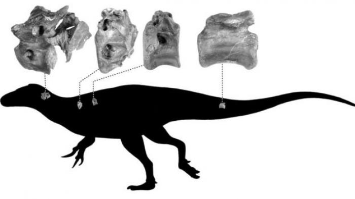 vectaerovenator