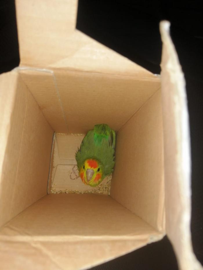 Loro 1